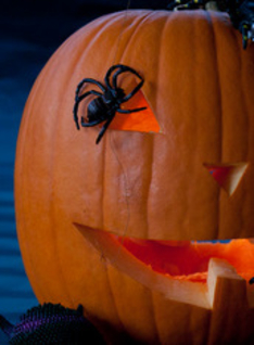 Picture of carved halloween pumpkin with black spider on dark blue background